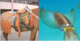 和食用語 あおりいか