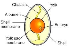 小学校 用語 理科 カラザ
