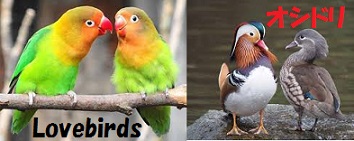 結婚用語 おしどり夫婦