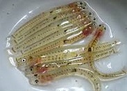 和食用語 しろうお